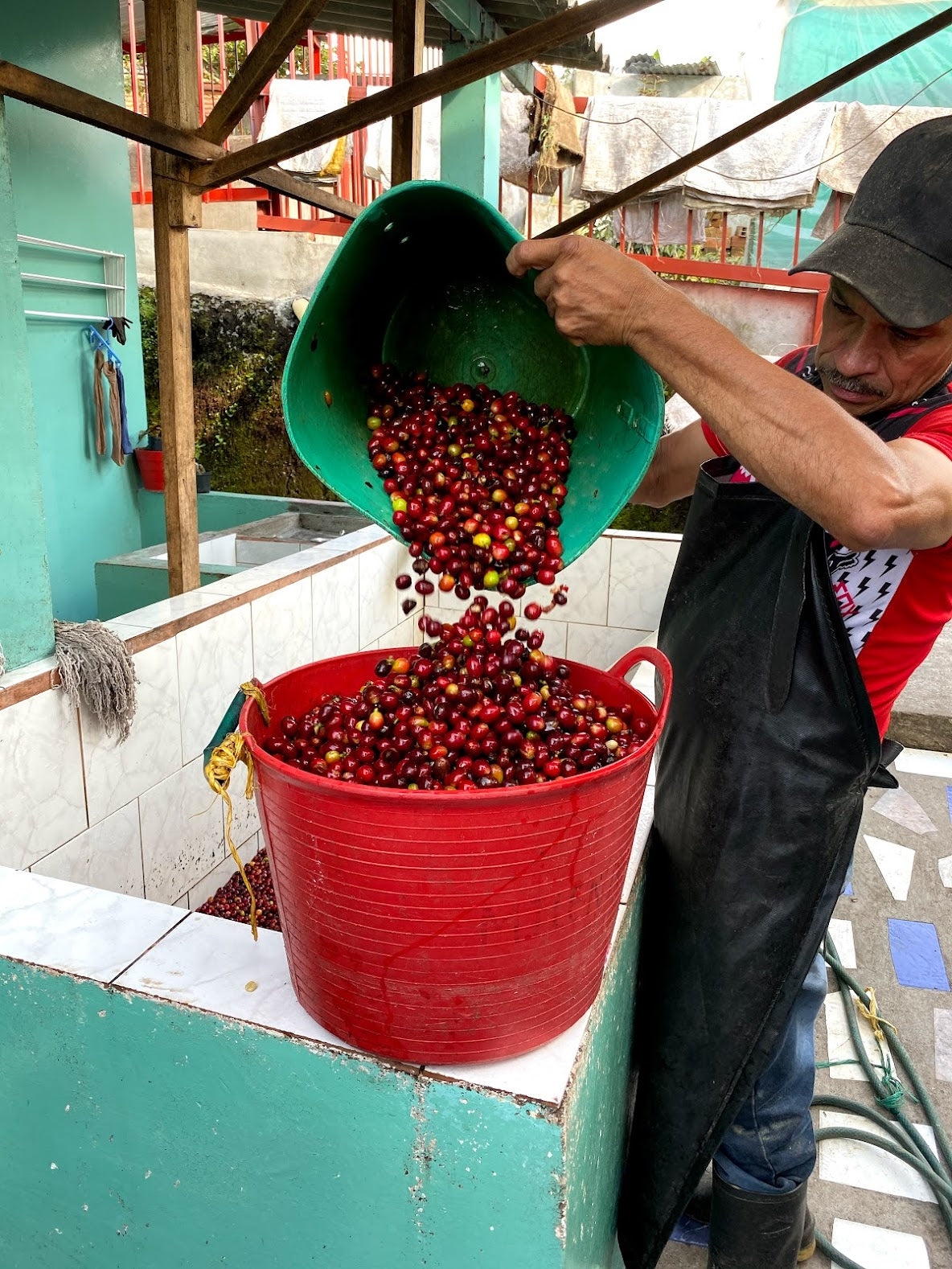 Colombia - Camionetta Pink Bourbon Decaf