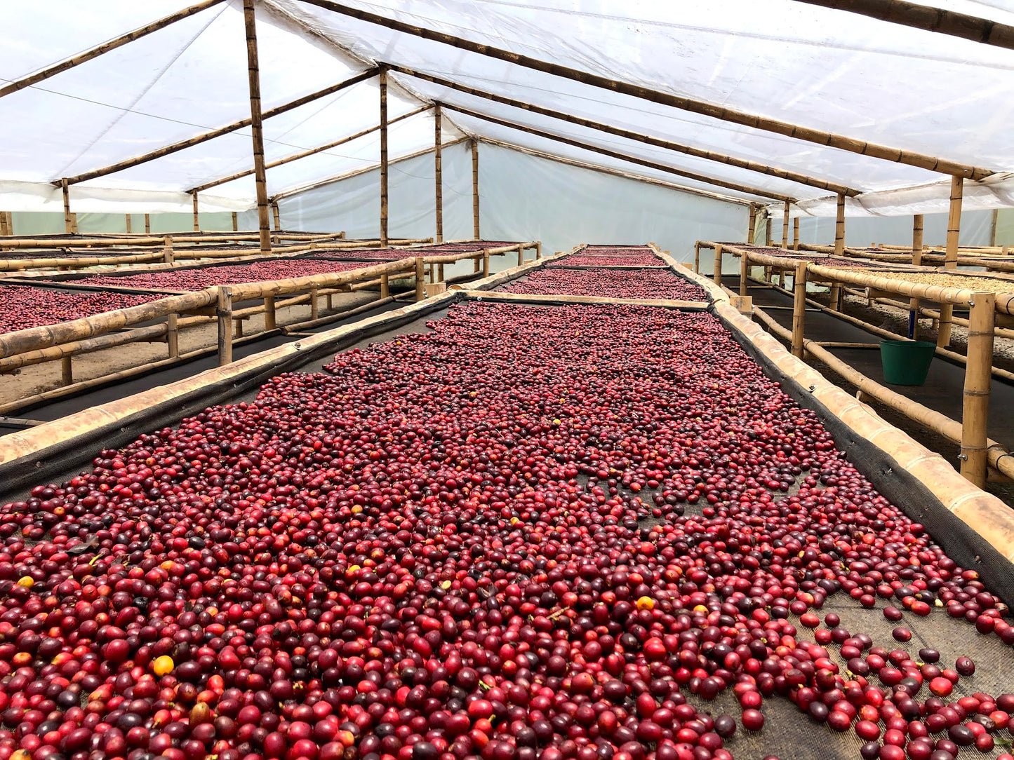 Colombia - Camionetta Pink Bourbon Decaf