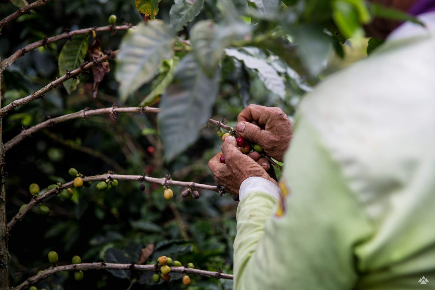 Colombia - Villamaría Natural Sugarcane Decaf