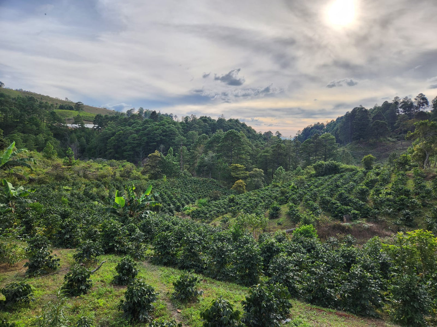 Hillside Blend