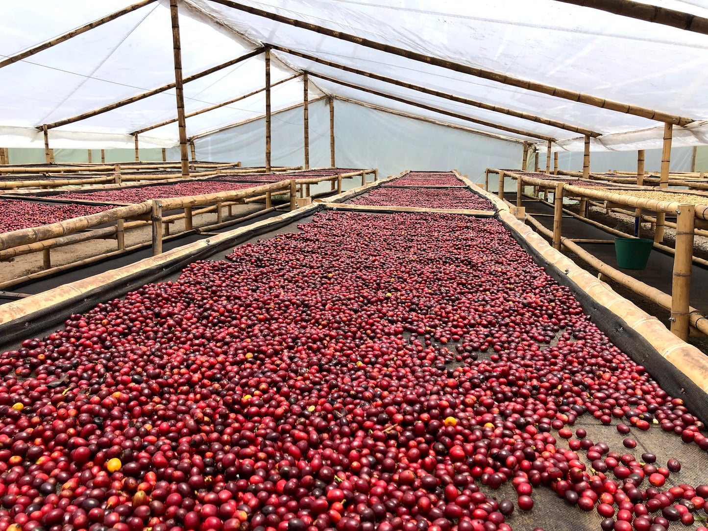 Colombia - Villamaría Natural Sugarcane Decaf
