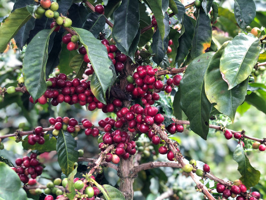 Colombia - Villamaría Natural Sugarcane Decaf