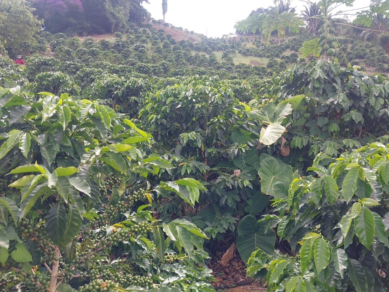 Sìtio Cachoeirão, Brazil